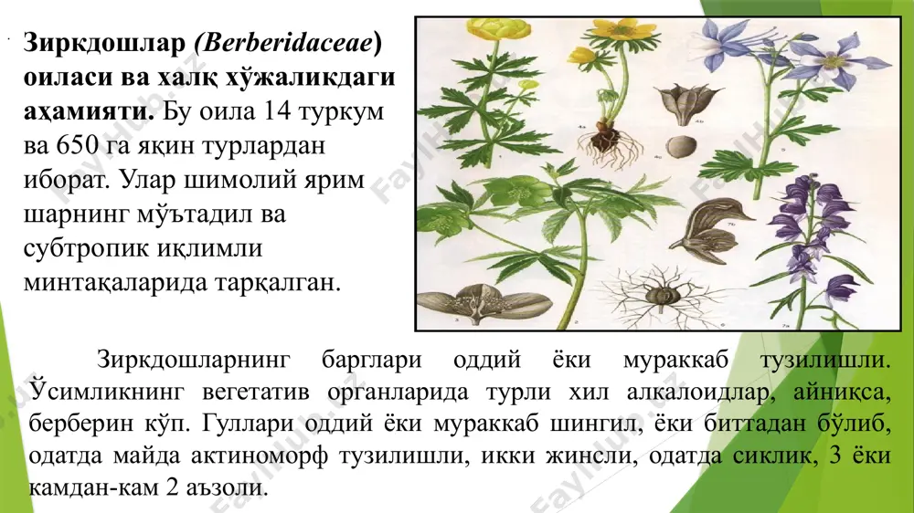 аниши мумкин. ёғочлигидан дурадгорликда безаклар тайёрлашда ишлатилади. юртимизда қизил зирк (b.integerrima) ва қорақанд (b.oblanga) тоғли ҳудудларда тарқалган. зирк (berberis iritegerrima bge.) зиркдошлар оиласидан, бўйи 4м га етадиган, кўп шохланган бутадир. эски поялари кулранг, ёш новдалари қўнғирроқ рангда. тиканлари уч бўлакли, узунлиги 15 мм. барглари тескари тухумсимон, чўзинчоқ, ўтмас, четлари бир оз тишчали, юқори томони кўк рангда. зирк март ойида кўкаради, май ойида гуллайди. гуллари сариқ рангда бўлади. гул шингили шохланган, рўваксимон, меваси июнь -июль ойларида пишади. у қорамтир - кўкиш рангда бўлади. меваси нордон бўлади. унинг ҳўл ёки қуруқ мевасидан кимё, мураббо тайёрланади. қизил зирк ( berteris integerrima bge) зиркдошлар оиласидан бўлиб, бўйи 4м га етадиган бута. барги тескари – тухумсимон ёки чўзиқ, бўйи 4- 5 см, эни 1,3-1,8 см қисқа бандли, яхлит қирралидир. соя жойда бўлган барглари йирик, ўткир тишли. гуллари узун шингилчаларда 12-20 тадан бўлиб жойлашган. косача барглари ва гултожи барглари бир хил шаклли, тескари тухумсимон ёки чўзиқроқ …