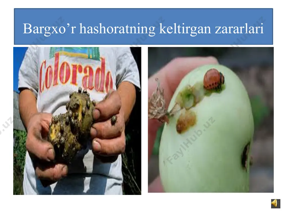 1-sinflar uchun slayd hashoratlar - Page 4