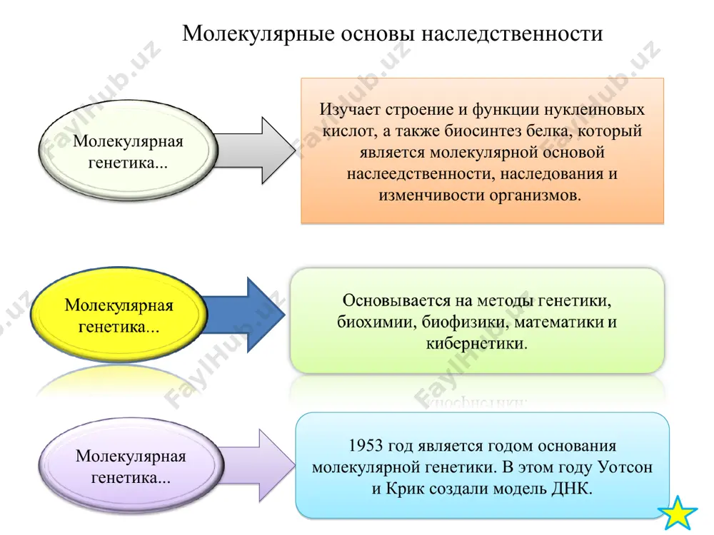 еиновой кислот». артур корнберг * изначально были предложены 3 альтернативные модели репликации днк: консервативный, полуконсервативный, дисперсный. однако, только полуконсервативный был доказан экспериментально. репликация днк репликация днк — процесс синтеза дочерней молекулы дезоксирибонуклеиновой кислоты на матрице родительской молекулы днк. «каждая цепь двуцепочечной днк служит матрицей при синтезе комплементарной цепи и в результате образуются две пары цепей, в каждой из которых только одна является родительской» – уотсон и крик. основные этапы репликации: 1.инициация 2.элонгация 3.терминация * современная теория гена ген — это участок молекулы геномной нуклеиновой кислоты, характеризуемый специфичной для него последовательностью нуклеотидов, представляющей единицу функции, отличной от функции других генов. современную теорию гена, которая утверждает: 1. ген занимает определенный локус в хромосоме. 2. ген — часть молекулы днк; число нуклеотидов в гене неодинаково. 3. внутри гена может происходить рекомбинация и мутация. 4. существуют структурные и функциональные гены. 5. структурные гены контролируют синтез полипептидов, т-рнк и р-рнк. 6. функциональные гены контролируют деятельность …