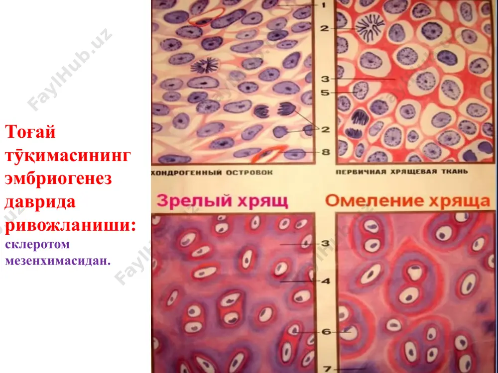 тиббий биология ва гистология - Page 5