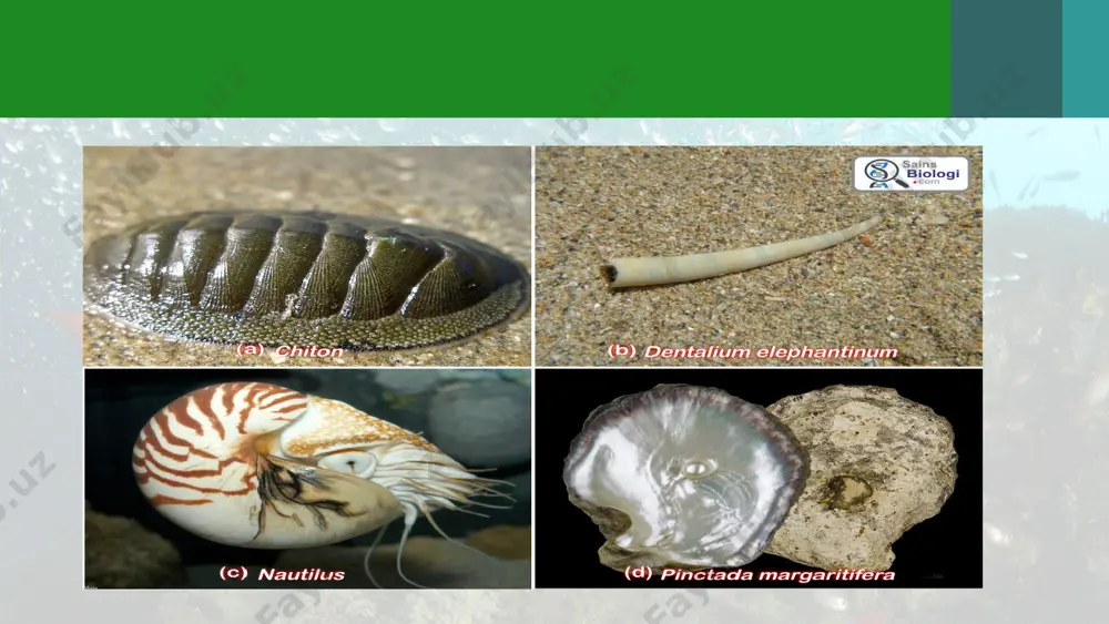 kurakoyoqli mollyuskalar (scaphopoda) sinfi - Page 4