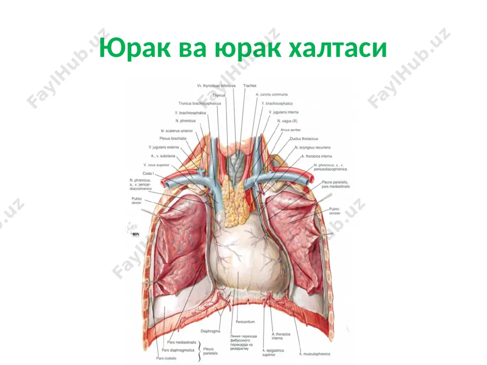 ангиология - Page 2