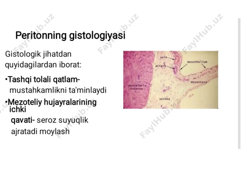- oshqozon osti bezi tanasi. 2- qorin aortasining bir qismi 3- çölyak arteriyasi va uning shoxlari (taloq, oshqozon va jigar arteriyalari) 4- lt diafragma po'stlog'i. 5 - lt buyrak. 6- lt buyrak usti bezi. 7- pastki frenik arteriya qismi. yuqori chegarasi : porta gepatis, ligamentum venosum yoriqlaridan qizilo'ngachning pastki uchigacha cho'ziladi. pastki chegara : katta omentumning pastki cheti. lt chegarasi : katta omentum, gastrosplenik va lienorenal ligamentlarning pastki chegarasi. rt chegarasi : rt. katta omentumning cheti kichik xaltaga ochiladi. mezenteriya ingichka ichakni qorin bo'shlig'i devori bilan bog'laydigan ikkita qorin parda qatlami. uning 2 ta chegarasi bor 1- biriktirilgan chegara : qorin devorini joylashtirish uchun & 2- f ree chegarasi : jejunum va yonbosh ichakni o'rab turadi. tomirlar, nervlar. limfa ikki qatlam orasiga ingichka ichakka kiradi. peritoneal suyuqlik peritoneal suyuqlik leykotsitlarga boy och sariq suyuqlikdir mobil ichki organlar bir-birining ustiga osongina sirpanadi. peritoneal suyuqlik yuqoriga qarab subfrenik bo'shliqlar tomon harakatlanadi - …