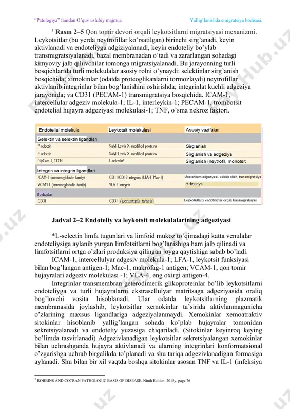 bu hujayralar leykotsitlarni bog’lab oladi va ularni bir biridan ajratadi va shunday qilib endoteliy yuzasida leykotsitlar irg’itilib harakatlantiriladi va bu jarayon sirg’anish deyiladi. kuchsiz va o’tkinchi sirg’anishga jalb qilingan o’zaro aloqa selektin oilasiga kiruvchi ageziv molekulalar orqali ta’minlanadi (jadval 2–2). selektin eritrotsitlar va endoteliy yuzasidagi retseptorlar bo’lib o’zida shakarni biriktirib oladigan ekstrasellulyar domen saqlaydi (lektin nomi shundan kelib chiqqan). bu oilaning 3ta a’zosi bor: endoteliydagi e-selektin (cd62e deb ham ataladi); endoteliumda va trombotsitlardagi p-selektin (cd62p); va ko’p leykotsitlar yuzasidagi l-selektin (cd62l). selektinlar sialylatik oligosaxaridlar bilan bog’lanadi (masalan sialyl-leykotsitlardagi lewis x) va ular turli hujayralardagi mutsinga o’xshash glikoproteinlar orqali mahkamlanadi. endoteliy selektinlari kam miqdorda yoki aktivlashmagan endoteliylarning barchasidayam selektinlar uchramaydi va sitokinlar va boshqa mediatorlar stimulyatsiyasidan so’ng ko’p regulyatsiyalanadi. shuning uchun infeksiya yoki zararlangan to’qima bor joyda (mediatorlar produksiya qilinadugan joyda) leykotsitlarning ko’p miqdorda bog’lanishi chegaralangan. masalan, aktivlanmagan endoteliy hujayralarida p-selektin asosan hujayra ichida weible-palad tanachalarida topiladi; shunga qaramay gistamin mediatori …