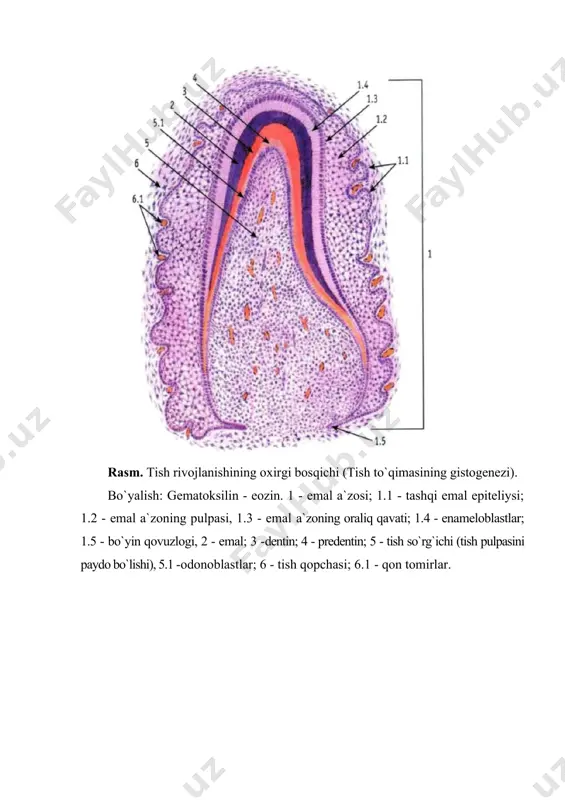 alari - fibroblastlar, hujayralararo moddani sintezlaydi (i va iii tip kollagen, glikozoaminoglikanlar va boshq.). bir vaqtning o`zida qon tomirlar o`sib boradi: markazda - arteriolalar va venulalar, periferiyada - kapillyar to`r (1 va 2 tipdagi kapillyarlar). tishlarning yorib chiqishi - bu jarayon tishlarning hosil bo`lgan joyidan va jag` ichidan surilib, og`iz bo`shlig`ida koronkasining paydo bo`lishigacha bo`lgan davrni o`z ichiga oladi. tishlar og`iz bo`shlig`i epiteliysiga yaqinlashadi, bunda ular koronka ustidagi biriktiruvchi to`qimani parchalaydi, reduksiyaga uchragan emal epiteliysi og`iz bo`shlig`i epiteliysi bilan qo`shiladi, koronka ustida cho`ziladi, degenerasiyaga uchraydi va koronka og`iz bo`shlig`iga yorib chiqadi. tish yorib chiqishining asosiy meхanizmi: 1) tish ildizi o`sishining nazariyasi, 2) gidrostatik bosim nazariyasi, 3) tish alveolasi suyak to`qimasining qayta qurilishi nazariyasi, 4) periodont tortish kuchi nazariyasi. tishlarning almashinishi. doimiy tishlar o`sishi bilan, ular rezorbsiyaga uchrayotgan sut tishlarining alveolyar suyaklariga bosim o`tkazadi. bosim kuchi ortishi bilan, sut tishlarining ildizi parchalanadi. uning o`rnini doimiy tishlar egallaydi, sut tishlarining koronkasi turtib …