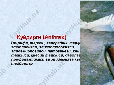ku'ydirgi (anthrax) — PPT
