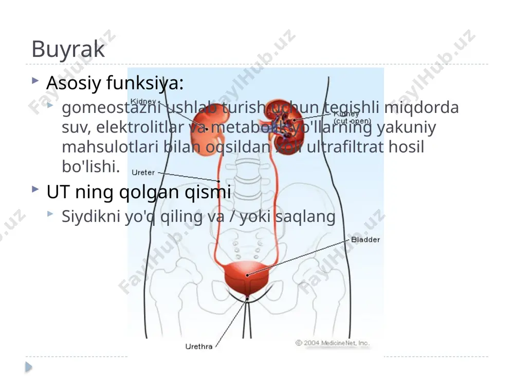 patiya deb ta'riflanishi mumkin. obstruktiv nefropatiya atamasi siydik yo'llari bo'ylab siydik oqimining obstruktsiyasi natijasida buyrak parenximasining shikastlanishi uchun ajratilishi kerak. gidronefroz yunoncha hydor (suv), nefros (buyrak) va osis (holat) so'zlaridan kelib chiqqan bo'lib, obstruktsiya sababidan qat'i nazar, odatda tos suyagi va kalikslarning kengayishi deb ta'riflanadi. shunday qilib, obstruktiv uropatiya va gidronefroz atamalarini bir-birining o'rnida ishlatmaslik kerak. 5 maqsadlar siydik chiqarish yo'llarining obstruktsiyasini aniqlang hodisa etiologiya/patofiziologiya klinik ko'rinish diagnostika davolash va boshqarish kasalxonadan oldingi / shoshilinch yordam bo'limi hodisa chastotasi tanlanmagan populyatsiyalarda maʼlumotlar mavjud emas keksa erkaklar o'rtasida katta so'rovda 20-35% tarqalish 3,8% (kattalar); 2,0% (bolalar) o'limdan keyingi tekshiruvlar jinsiy aloqa 20 yoshgacha jinslar farqi yo'q ayollar 20-60; erkaklar > 60 yosh pediatrik bemorlarda alohida e'tibor tanlanmagan populyatsiyalarda siydik obstruktsiyasining tarqalishi va tarqalishi haqida ma'lumotlar mavjud emas. obstruktsiyaning aksariyat epidemiologik tadqiqotlari tanlangan populyatsiyalarda yoki otopsi tadqiqotlarida. siydik chiqarish obstruktsiyasi belgilari bo'yicha keksa erkaklar o'rtasida o'tkazilgan keng ko'lamli so'rovlarda 20-35% tarqalishi taxmin …