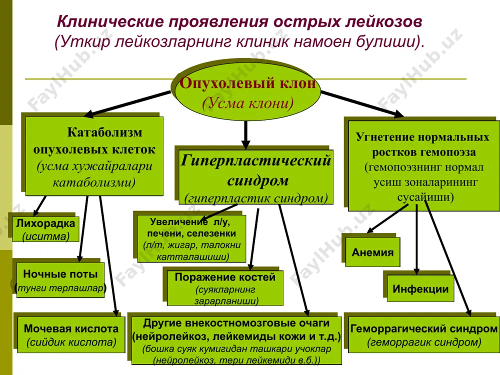 ромиелоцитар лейкоз; м3v – уткир промиелоцитар лейкознинг атипик еки гипогрануляр варианти; м4 – уткир миеломонобластли лейкоз; м4эоз – уткир миеломонобласт лейкоз эозинофилия билан; м5а – уткир монобласт лейкоз етилишсиз; м5в – уткир монобласт лейкоз етилиш билан; м6 – уткир эритромиелоз; м7 – уткир мегакариобласт лейкоз. уткир лейкоз турлари фаб таснифи цитохимия олл (улл цитокимеси) pas - в гранулярной форме (pas- грануляр шаклда) мпо –отрицательная (мпо манфий) ((мпо манфий)) острые лимфобластные лейкозы (уткир лимфобласт лейкозлар) l1 клинический случай больной г. 28 лет, в клинической картине периферическая лимфаденопатия, спленомегалия. анализ периферической крови б-го г. wbc – 90,0x109/л, rbc – 3,0x1012/л, hb – 95 г/л, mcv – 89,1 фл, mch – 31,0пг, mchc 350 г/л, plt – 110,0x109/л. лейкоцитарная формула: бласты –94%, палочкоядерные нейтрофилы –1%, сегментоядерные нейтрофилы –2%, лимфоциты –3% клиник холат бемор г.,28 ёш, клиникасида периферик лимфаденопатия, спленомегалия. периферик кон тахлили: wbc – 90,0x109/л, rbc – 3,0x1012/л, hb – 95 г/л, mcv …