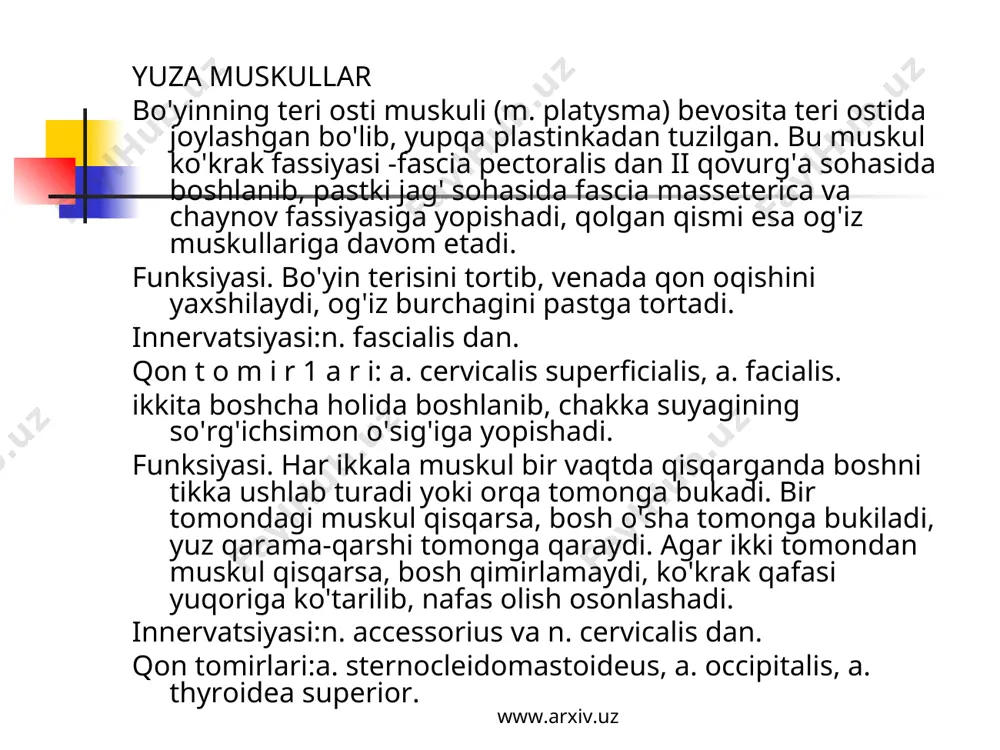. pastki jag' qimirlamay turganda til osti suyagi va hiqildoqni ko'taradi. til osti suyagi va hiqildoq qimirlamaganda pastki jag'ni pastga tushiradi. www.arxiv.uz www.arxiv.uz innervatsiyasi: n. amylohyoideus (n. alveolaris inferior tarmog'i) dan. qontomirlariia. sublingualis, a. submentalis. ikki qorinli muskul (m. digastricus) ning oldingi qorinchasi (venter anterior) pastki jag' suya'gining ichki yuzasida fossa digastrica dan, orqa qorinchasi venter posterior chakka suyagining so'rg'ichsimon o'sig'i o'ymasi - incisura mastoidea dan boshlanib, o'zaro pay orqali birlashadi. ikki qorinli muskul shu pay vositasida til osti suyagiga yopishadi. innervatsiyasi: orqa qorinchasi - r. digastricus n. facialis dan, old qorinchasi n.mylohyoideus, n. alveolaris interior tarmog'idan. qon tomirlari: old qorinchasi a. submentalis, orqa qorinchasi a. occipitalis. bigizsimon o'siq-til osti muskuli (m. stylohyoideus) chakka suyagining bigizsimon o'sig'i (processus stilodeus) dan boshlanib, til osti suyagi tanasiga yopishadi. www.arxiv.uz www.arxiv.uz bo'yinning chuqur muskullam oldingi narvonsimon muskul (m. scalenus anterior) ih-vi bo'yin umurtqalari ko'ndalang o'siqlaridan boshlanib, uning qovurg'a tepa yuzasidagi egatcha (a. subclaviae) …