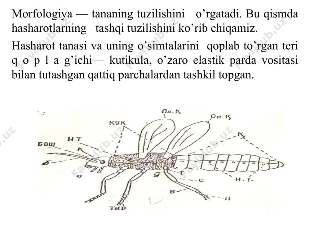 haklda bo’lib ular birgalikda zich qo’shiladi. xartumlarini og’iz aparatida zich qo’shilgan ostki jag’lar orasida kanal hosil bo’ladi. ularning har qaysisida ikkitadan tarnovcha mavjud. xasharot ana shu kanallarning biridan o’simlik to’qimasi ichiga so’lak yuboradi, ikkinchisidan esa shiralarni so’rib oladi. hasharotlarning ko‘kragi. hasharotlarning boshi va qorin qismi orasida ko‘krak joylashgan bo‘ladi. u uchta segmentdan: ko‘krakoldi, ko‘krak o‘rtasi va ko‘krakortidan iborat. ko‘krak segmentlari ozmi-ko‘pmi harakatchan ravishda birikkan, ba’zida esa zich qo‘shilib o‘sgan bo‘ladi. kutikula halqasi tana segmentining skelet asosi hisoblanadi; ana shunday halqalarning bir qanchasi ko‘krak va qorin qismining skeletini hosil qiladi. tana segmentini hosil qiluvchi bunday halqaning har qaysisi to‘rtta alohida skleritdan: tepa skleriti – tergit, qorin skleriti – sternit va yon skleriti – pleyritlardan tuzilgan. ko‘krakning har qaysisida bir juftdan oyoq, qanotli hasharotlarda esa o‘rtada va ko‘krak ortida bir juftdan qanotlari bo‘ladi. shu tariqa oyoqlar va qanotlar ko‘krak o‘siqlarini tashkil qiladi. ulardan tashqari, hasharotlarning ko‘kragida ba’zan alohida o‘simtalar ham bo‘ladi: kapalaklar …
