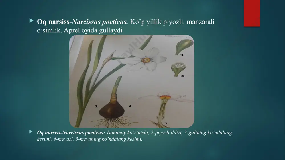 plangan. gullari roʻvaksimon toʻpgulga yigʻilgan. may — sentyabrda gullab urugʻlaydi. urugʻidan koʻpayadi. oʻzbekistonda sh. bahorgi begona oʻt sifatida deyarli barcha maydonlarda uchraydi. zubturum (plantago) — zubturumdoshlar oilasiga mansub 1—2 va koʻp yillik oʻtlar turkumi. 260 tacha turi maʼlum. oʻzbekistonda 6 turi uchraydi. 4 turidan dorivor oʻsimlik sifatida foydalaniladi. barglari ildiz boʻgʻzida toʻp boʻlib joylashgan, bandli, keng tuxumsimon yoki keng ellipssimon, nashtarsimon va tasmasimon. gullari poya va shoxlari uchida oddiy boshoq hosil qiladi. me-vasi ikki yoki koʻp urugʻli. bargi va urugʻi tarkibida s va k vitamin, karotin, shilimshiq oshlovchi va b. mod-dalar bor. bargidan tayyorlangan damlama meʼda-ichak kasalliklarini, yaralarni davolashda, urugʻining shilimshiq eritmasi esa kuchsiz surgi sifatida ishlatiladi otquloq (rumex) — torondoshlar oilasiga mansub bir va koʻp yillik oʻsimliklar turkumi. oʻzbekistonda 16 turi mavjud. shulardan ekma. otquloq, shovul, jingalak otquloq (r. crispus l.), qizgʻish otquloq (r. conglomerates murr.), suriya otqulogʻi (r. syriacus meisn.), drobov otqulogʻi (r. drobovii korov.) uchraydi. ildizi oʻq …