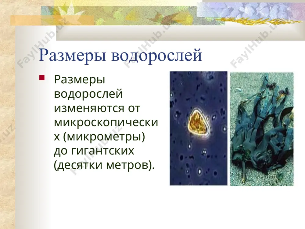 vodorosli - Page 4