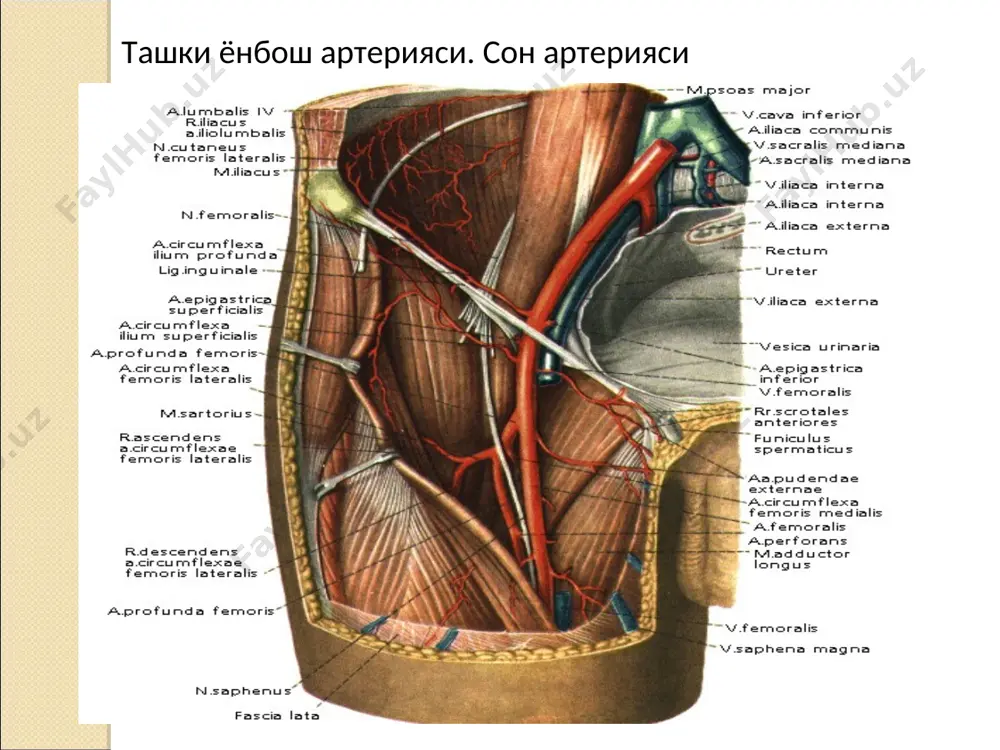 i̇çki va tashqi yonbosh arteriyalar. oyog' sohalari kon bilan ta'minlanishi - Page 3