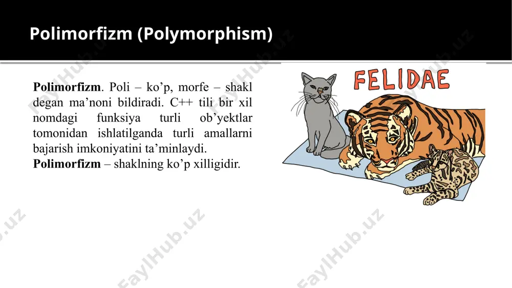 polimorfizm (polymorphism) - Page 3