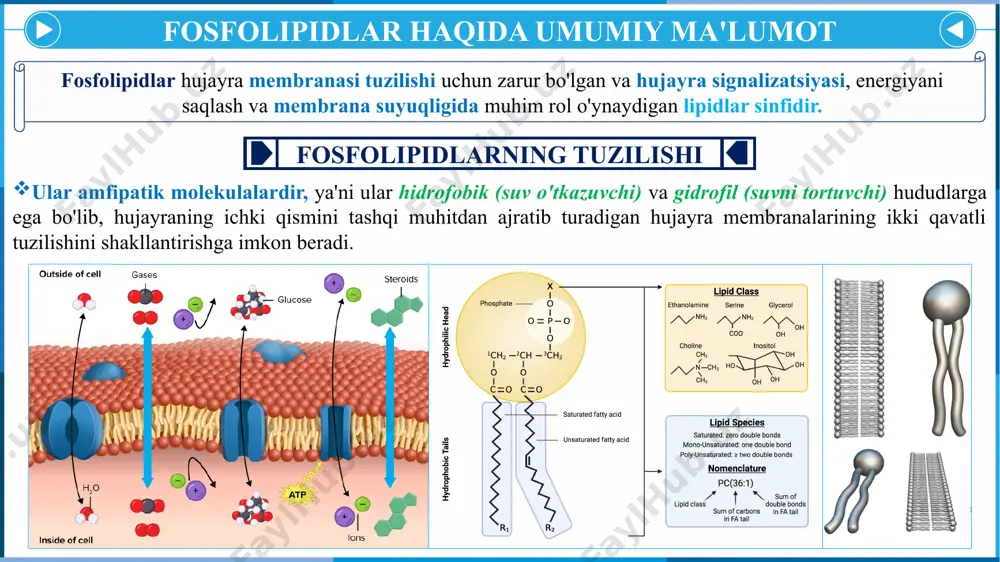 higa olib kelishi mumkin. sfingomielinaza: apoptoz va signalizatsiya uchun zarur bo'lgan sfingomiyelinning keramidga parchalanishida ishtirok etadi. niemann-pick kasalligida ko'rinib turganidek, sfingomielinaza yetishmovchiligi sfingomiyelin to'planishiga olib keladi, bu esa nevrologik va jigar shikastlanishiga olib keladi. irsiy kasalliklar: fosfolipidlar almashinuvining ko'plab kasalliklari avtosomal retsessiv yoki dominant shaklda meros bo'lib o'tadi. masalan, gaucher kasalligi, tey-sachs kasalligi va niemann-pik kasalligi, bularning barchasi genetik mutatsiyalar tufayli o'ziga xos fosfolipidlarning anormal to'planishini o'z ichiga oladi. fosfolipidlar almashinuvi buzilishi va etiologiyasi oziqlanish yetishmovchiligi fosfolipid sintezi samarali ishlashi uchun muhim yog’ kislotalari, xolin va b vitaminlari kabi ba'zi oziq moddalarga tayanadi. ushbu oziq moddalarning etishmasligi fosfolipidlar almashinuvini buzishi mumkin, bu esa hujayra membranalarining zaiflashishiga va signalizatsiya yo'llarining buzilishiga olib keladi. - xolin yetishmovchiligi: xolin hujayra membranalarida ko'p miqdorda fosfolipid bo'lgan fosfatidilxolinning kashshofidir. xolin etishmovchiligi fosfatidilxolin sintezini buzadi, bu jigar funktsiyasining buzilishiga va mushaklarning shikastlanishiga olib keladi. past xolin darajalari, shuningdek, alkogolsiz yog'li jigar kasalligi (nafld) va neyrorivojlanish kasalliklari …