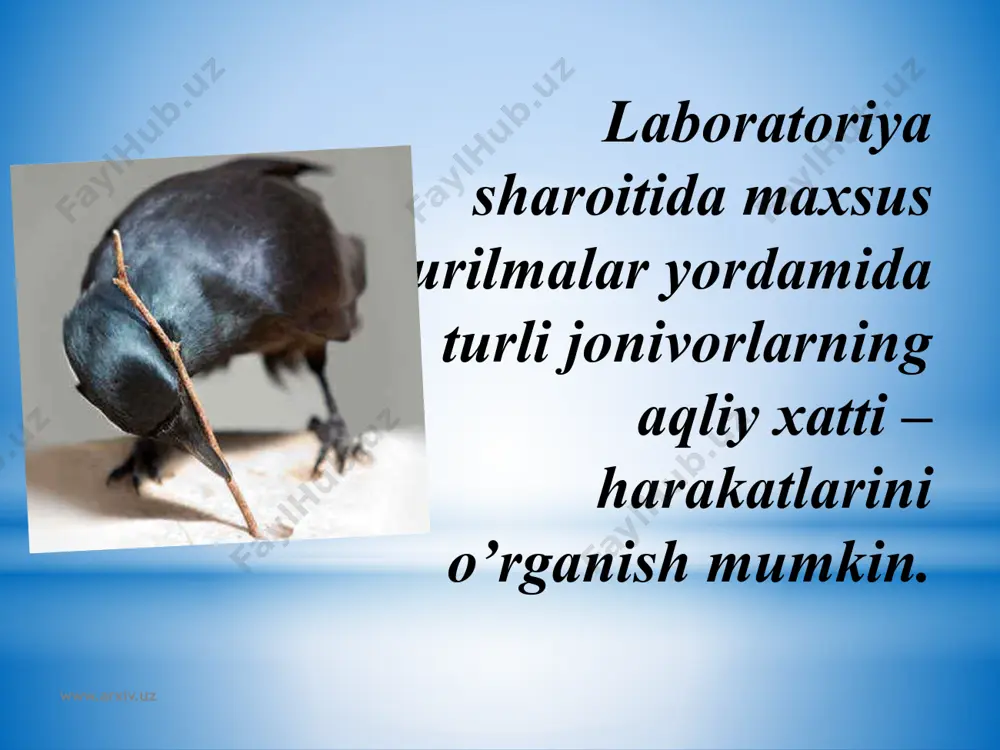 hayvonlar psixologiyasi - Page 5