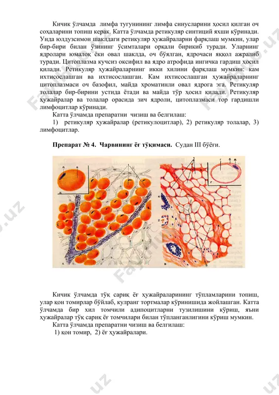 мустақил препаратларни ўрганиш - Page 3