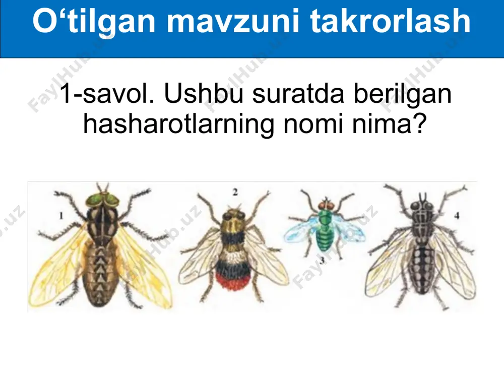 izi qo‘ng‘izi trixogramma gabrobrakon tillako‘z inkarziya bo‘g‘imoyoqlilarning kelib chiqishi halqali chuvalchanglar trilobitsimonlar qisqichbaqasimonlar o‘rgimchaksimonlar, hasharotlar darslikda berilgan mavzuni o‘qib o‘rganib, hasharotlarning zararli turlarini jadvalga solib tahlil qiling uyga vazifa image1.png image2.png image3.png image4.png image5.png image11.png /docprops/thumbnail.jpeg