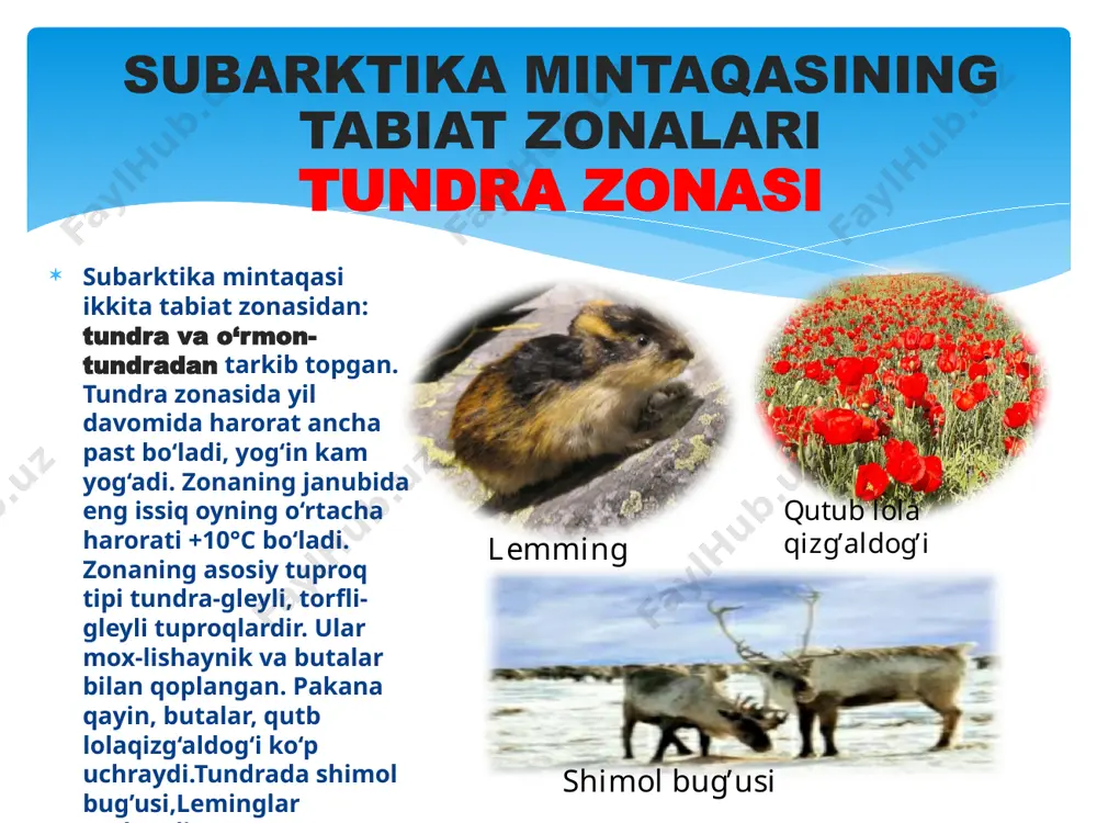 arktika mintaqasining tabiat zonalari - Page 3