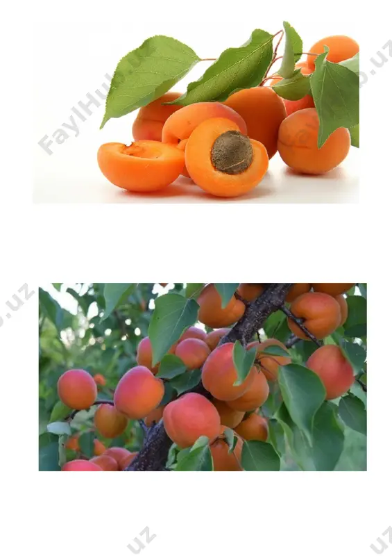lari rayonlashtirilgan. oʻzbekistonda oʻ.ning ahroriy, subhoniy, gulungi luchchak, mirsanjali, koʻrsodiq, xurmoi, isfarak, javpazak, oq oʻrik, navoiy, shalax, ruhi juvanon, mohtobi va boshqalar koʻplab navlari ekiladi. shape \* mergeformat