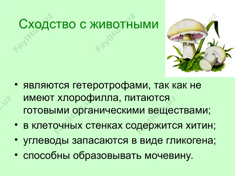 строение и жизнедеятельность грибов - Page 5