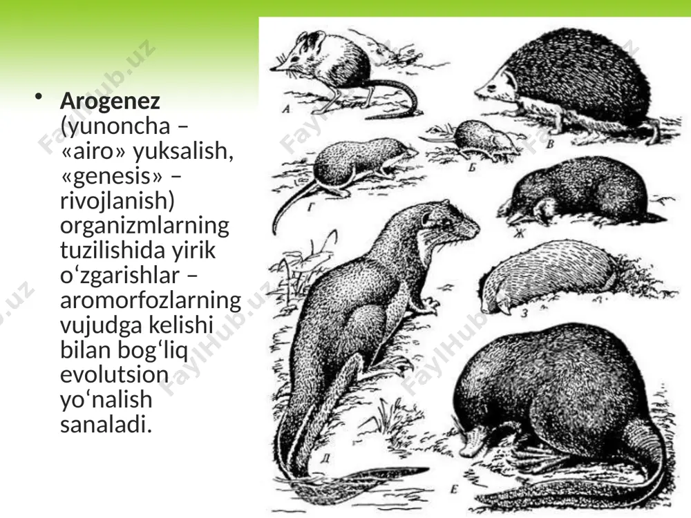 organik olam filogenezi - Page 5