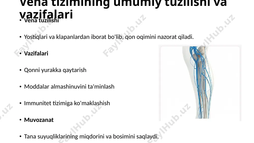 vena tizimi rivojlanishi - Page 3