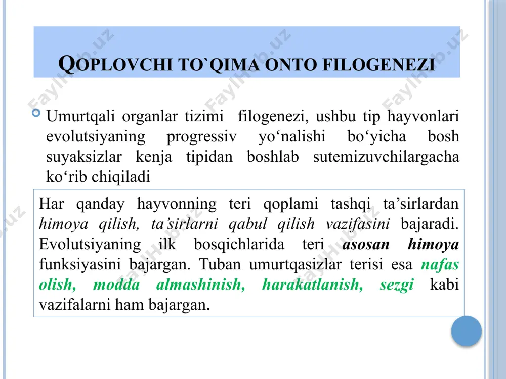 i: 1. soch anomaliyalari (atrixoz, gipertrixoz) 2. teri pigmentatsiyasining buzilishi (albinizm, melanizm) 3. teri muguzlanishining buzilishi (ixtioz, panionixiya) 4. teri o’smalari (so’gal, gemangioma, papilloma). teri anomaliyalari atrixoz (alopetsiya) — bosh sohasida batamom soch o‘smasligi. gipertrixoz - tanani, jumladan, boshning va yuzning qalin jun bilan qoplanishi albinizm — terining butun sathida yoki ayrim joylarida, sonda, ko‘z qorachig’ida melanin pigmentining bo‘lmaslik kasalligi. chegaralangan albinizm — vitilogo («pes»)kasalligi tananing peshona, og‘iz atrofida, bo‘yin, qo‘l barmoqlarida ko‘proq kuzatiladi. melanizm — terining ayrim joylarida (yuzda, kaftda, tizza bo‘g‘imida) pigmentatsiyaning kuchayishi. ixtioz — terining muguzli epiteliy qavatining qalinlashuvi, terining turli xil tangachalar bilan qoplanishi. tug‘ma paxionixiya - tirnoq plastinkalarining haddan tashqari qalinlashuvi, dag‘allashuvi va tirnoqda bo‘ylama chiziqlarni paydo bo‘lishi. teri o‘smalari — nevus (xol) — terining ayrim joylarida qoramtir dog‘lar paydobo‘lishi. gemangioma — qon tomirlardan iborat, teridan ancha ko‘tarilib turuvchi rangli dog‘lar paydo bo‘lishi. tayanch harakatlanish tizimi bosh skeletsizlar kenja tipining sodda vakili lansetnikdir. lansetnikning o'q …