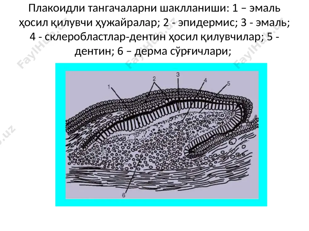 онтогенези ўрганларни ўрганиш - Page 4