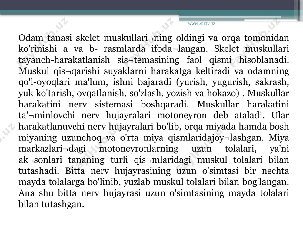 ko'krak qafasining yon tomonida joylashgan tishsimon muskullar, qovurg'a]araro (tashqi va ichki) muskullar hamda ko'krak qafasi va qorin bo'shlig'i o'rtasida joylashgan diafragma muskuli kiradi. www.arxiv.uz bu muskullar nafas olish, nafas chiqarishda, qo'llarni harakatlantirishda ishtirok etadi.qorin muskullariga qorinning tashqi va ichki qiyshiq, to'g'ri, ko'ndalang muskullari, belning kvadratsimon muskuli, oraliq, chov kanali muskullari kiradi. bu muskullar qorin devorini hosil qilishda, nafas harakatlarida, umurtqa pog'onasini bukishda, qorin bo'shlig'idagi ichki organlar bosimini saqlashda, kuchanish jarayonida ishtirok etadi. qorin muskullari ayollarda yaxshi rivoj¬langanligi tug'ish jarayoni oson o'tishiga yordam beradi. www.arxiv.uz orqa muskullariga trapetsiyasimon, orqaning serbar muskuli, rombsimon, kurakni ko'taruvchi, yuqorigi va pastki tishsimon, umurtqa pog'onasini tiklovchi (yozuvchi) muskullar kiradi. orqa muskullari umurtqa pog'onasi va kurak suyagi harakatlarini ta'¬minlaydi. vlar gavdani rostlab turadi. qo'l muskullari yelka kamari va qo'l muskullaridan iborat. yelka kamari muskullariga deltasimon, kurak sohasidagi muskullar kiradi. qo'! muskullari yelka, bilak va qo'l panjasi sohasidagi muskullarga bo'linadi. yelkaning oldingi yuzasida yelkaning ikki boshli, orqa qismida …