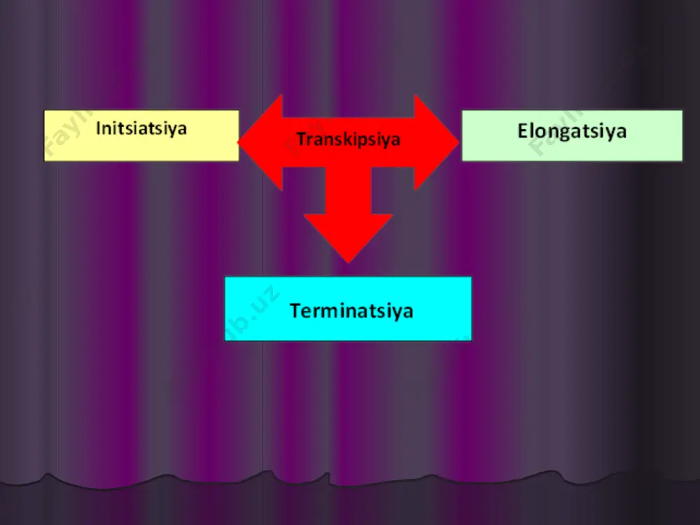 ribosomal rnk ning uch turi va transport rnk. ning bir molekulasi birlamchi rnk transkriptdan kesiladi. bu transkript yana spayser (chegaralovchi) uchastkalarni ham tutadi. eukariotlar yadrosida sintez qilingan mrnk hali yetilmagan, о‘z funksiyasini bajarishga tayyor shaklda emas. shuning uchun ular posttranskripsion modifikatsiyaga uchrashi kerak. mrnkning metillanishi protsessingning eng muhim bosqichlaridan biridir. mrnkning bu modifikatsiyasida har bir 400 qoldiqdan iborat bо‘lgan a о‘rtacha bitta 6-metiladeninni (m6a) qoldig‘ini saqlaydi. bu mexanizmda eukarotlarda ekzonlarning ulanadigan uchlarini yaqinlashtiradigan mahsus kichik yadro rnksi ishtirok etadi. mrnk nukleoprotein kompleksi holida yadro qobig‘ining yadro teshiklari orqali sitoplazmaga о‘tadi. ularni informasomalar deb ataladi. sitoplazmada ribosomalar joylashgan bо‘lib, bularda translyatsiya protsessi ketadi. eukariotlar yadrosida sintez qilingan m-rnk hali yetishmagan, о‘z funksiyasini bajarishga tayyor shaklda emas, shuning uchun ular posttranskripsion modifikatsiyaga uchrashi kerak. protsessing bosqichlari ularning kо‘pchiligida protsessing uch bosqichda о‘tadi: 5' – uchini kepirlash va metilirlash; 3' – uchini poliadenillash genni kodirlamaydigan qismlar (intronlar)ni kesib tashlab ekzonlarni ulash protsessing fermentativ …
