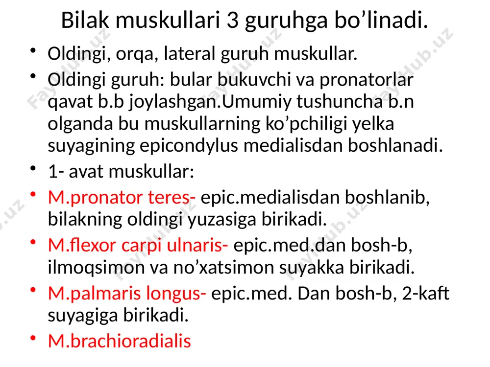condylus lateralisdan bosh-b, 2-5 barmoqlarning proksimal va distal falangalariga birikadi. m.extensor challex longus – kichik boldirning old.yuzasidan bosh-b, bosh barmoqning proksimal va distal falangalariga birikadi. orqa guruh muskullari m.triceps surae – boldirning 3 boshli muskuli. 1- boshi m.gastrocnemus mediale- condylus medialis dan 2- boshi m.gastrocnemus laterale – condylus lateralis dan 3- boshi m.solle –kambalasimon muskul. bu muskul yuqoridagi muskullarning ostida joylashgan, 3 ta muskulning tolalari pastga tomon yo’naladi va axil payi ni h.q, tovon suyagining do’mbog’iga birikadi. m.poplyteus – taqim osti muskuli. condylus lateralisdan bosh-b, katta boldir suy.ning yuqori tashqi yuzasiga birikadi. m.flexor digitorum longus – barmoqlarni bukuvchi uzun muskul. katta boldir suy.ning orqa yuzasidan bosh-b, pastga tomon tushadi, oyoqning ostiga o’tib, 4 ta payga ajraladi va 2-5 barmoqlarning distal falangalariga birikadi. m.flexor challecus longus – katta va kichik boldir suy.larning orqa yuzasidan bosh-b, bosh barmoqning proksimal va distal falangalariga tugaydi. lateral guruh m.peroneus longus – kichik boldirning uzun muskuli. …