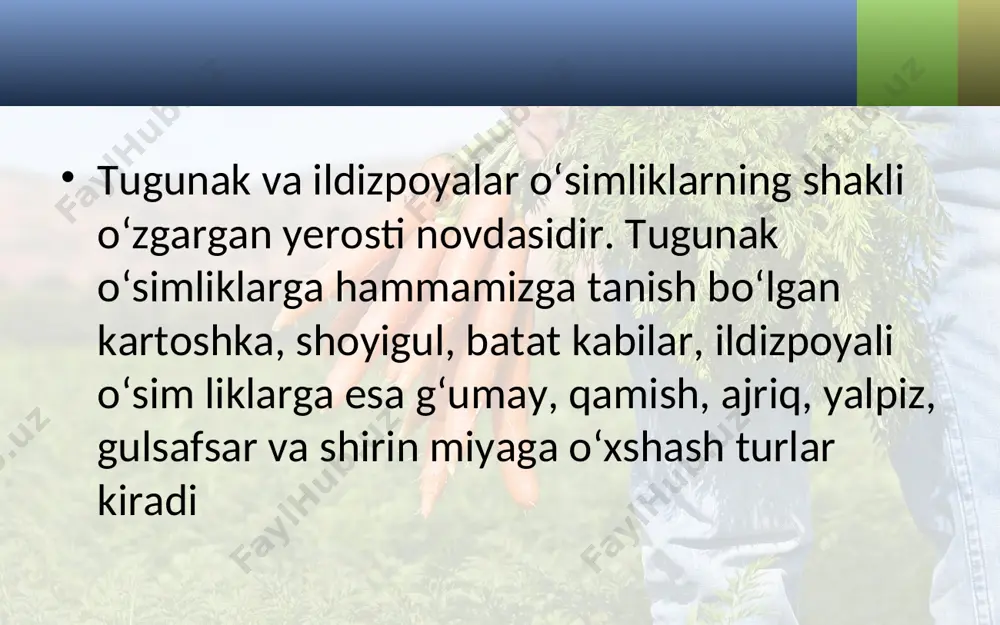 i yerusti poya o‘sib chiqadi. bunday o‘simliklarni ariq bo‘ylarida, zax yerlarda, o‘simliklar orasida, xususan, paxtazorlarda ko‘plab uchratish mumkin. ildizpoyalarda ham kraxmal va boshqa oziq moddalar to‘planadi. ildizpoyali o‘simliklardan g‘umay bilan tanishamiz. u ko‘p yillik yo‘g‘on ildizpoyali o‘t. poyasi 50–150 sm baland likda. barglari qalami nashtarsimon. ildizpoyasi va urug‘idan ko‘payadi. g‘umay sug‘oriladigan ekinlarga katta zarar kel tiradigan o‘simliklardan hisoblanadi. uni yo‘qotish uchun kuzda yerni chuqur haydab, ildizpoyani terib tashlash kabi choralar ko‘riladi. shunday qilib, tugunak va ildizpoya yerosti novdalari shaklining o‘zgarishidan hosil bo‘ladi. ildizpoya o‘simlikning vegetativ ko‘payishi uchun xizmat qiladi. ildizpoyalarda ham ko‘p miqdorda oziq moddalar to‘plan adi. shuni ham aytish kerakki, ildizpoyada novdaga xos qo‘shimcha ildizlar, shakli o‘zgargan barg va kurtaklar bo‘ladi. savol va topshiriqlar kartoshka tugunagi nima? kartoshkaning tugunagida moddalar qanday to‘pla-nadi? kartoshka «ko‘zcha»laridan ko‘payadimi? ildizpoya nima? ildizpoya shakli o‘zgargan novda ekanligini qanday isbotlash mumkin? ildizpoyali begona o‘tlarga qarshi qanday kura shish mumkin? tugunakli o‘simliklar qaysi qatorda to‘g‘ri ko‘rsatilganligini …