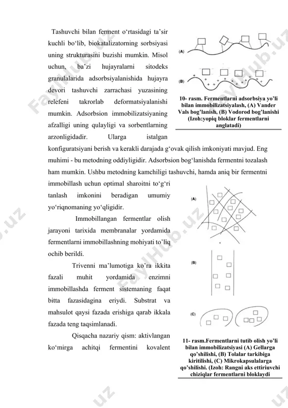 feni takrorlab deformatsiyalanishi mumkin. adsorbsion immobilizatsiyaning afzalligi uning qulayligi va sorbentlarning arzonligidadir. ularga istalgan konfiguratsiyani berish va kerakli darajada g‘ovak qilish imkoniyati mavjud. eng muhimi - bu metodning oddiyligidir. adsorbsion bog‘lanishda fermentni tozalash ham mumkin. ushbu metodning kamchiligi tashuvchi, hamda aniq bir fermentni immobillash uchun optimal sharoitni to‘g‘ri tanlash imkonini beradigan umumiy yo‘riqnomaning yo‘qligidir.10- rasm. fermentlarni adsorbsiya yo’li bilan immobilizatsiyalash, (a) vander vals bog’lanish, (b) vodorod bog’lanishi (izoh:yopiq bloklar fermentlarni anglatadi) immobillangan fermentlar olish jarayoni tarixida membranalar yordamida fermentlarni immobillashning mohiyati to’liq ochib berildi. 11- rasm.fermentlarni tutib olish yo’li bilan immobilizatsiyasi (a) gellarga qo’shilishi, (b) tolalar tarkibiga kiritilishi, (c) mikrokapsulalarga qo’shilishi. (izoh: rangni aks ettiriuvchi chiziqlar fermentlarni bloklaydi trivenni ma’lumotiga ko’ra ikkita fazali muhit yordamida enzimni immobillashda ferment sistemaning faqat bitta fazasidagina eriydi. substrat va mahsulot qaysi fazada erishiga qarab ikkala fazada teng taqsimlanadi. qisqacha nazariy qism: aktivlangan ko‘mirga achitqi fermentini kovalent immobillash usuli bilan tanishish fermentni kovalent immobillashning mohiyatini …