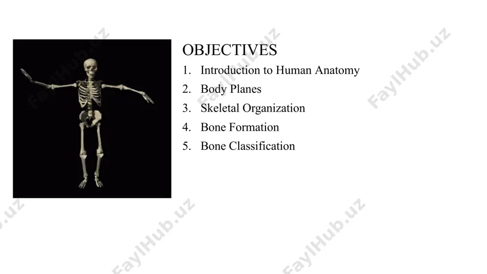 describe the location of the extremeties in relation to the main trunk of the body or the point of reference. body parts close to point of reference-proximal body parts away from point of reference-distal example: with the shoulder as the point of reference, the wrist is distal (further away) & elbow is proximal (closer) to shoulder. directions superior vs inferior cranial vs caudal medial vs lateral anterior vs posterior dorsal vs ventral proximal vs distal skeletal organization the actual number of bones in the human skeleton varies from person to person typically there are about 206 bones (20% of body mass) skeleton is divided into : axial skeleton (80 bones) appendicular skeleton (126 bones) bone formation all embryonic connective tissue begins as mesenchyme. bone formation is termed osteogenesis or ossification and begins when mesenchymal cells provide the template for subsequent ossification. two types of ossification occur. intramembranous ossification is the …