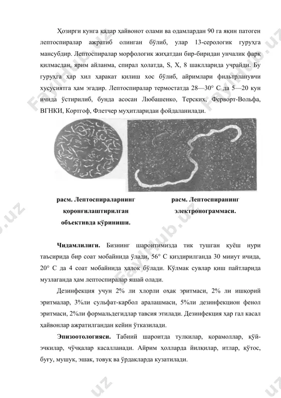 рак-атрофни, сув манбаларини зарарлайди. фермадаги кўлмак сувларда касаллик қўзғатувчиси фақат яшаб қолмай, кўпаяди ҳам. кўп ҳолларда лептоспиралар мойил ҳайвонларга кўлмак, секин оқувчи сув манбалари орқали ўтади. улар ўз навбатида касалланган ҳайвон сийдиги орқали ифлосланган бўлади. юқиш асосан алиментар ҳолатда рўй бериб, баъзан қўзғатувчи жароҳатланган тери ва шиллиқ пардалар орқали ҳам ўтиши мумкин. бу ҳолат кўпинча моллар чўмилтирилганда ёки улар кўлмак сувлардан ўтганда содир бўлади. сийдик билан ифлосланган озуқа манбалари касаллик тарқатувчи омил ҳисобланади. тулки, ит ва айрим мўйнали ҳайвонлар касал ҳайвонлардан олинган гўштлар билан боқилганда касалликка чалинади. гўштхўр ҳайвонлар ва чўчқалар кемирувчилар ўлаксаларини еганда лептоспирозга чалинади. касалликиинг қорамол ва қўйларда ҳомила ривожланиши жараёнида ҳам юқиши кузатилган. контакт йўли билан бевосита юқиш кам ҳолларда содир бўлади. айрим маълумотларга қараганда, касаллик асосан май ва ноябр ойлари оралиғида учрайди. кўп йиллик кузатишларимиз касаллик ўзбскистонда йилнинг ҳар қандай фаслида ҳам учрайверишини кўрсатди. касаллик кўп ҳолларда энзоотик ҳолатда кечиб, касалланиш маълум оралиқ вақтда намоён бўлади. …