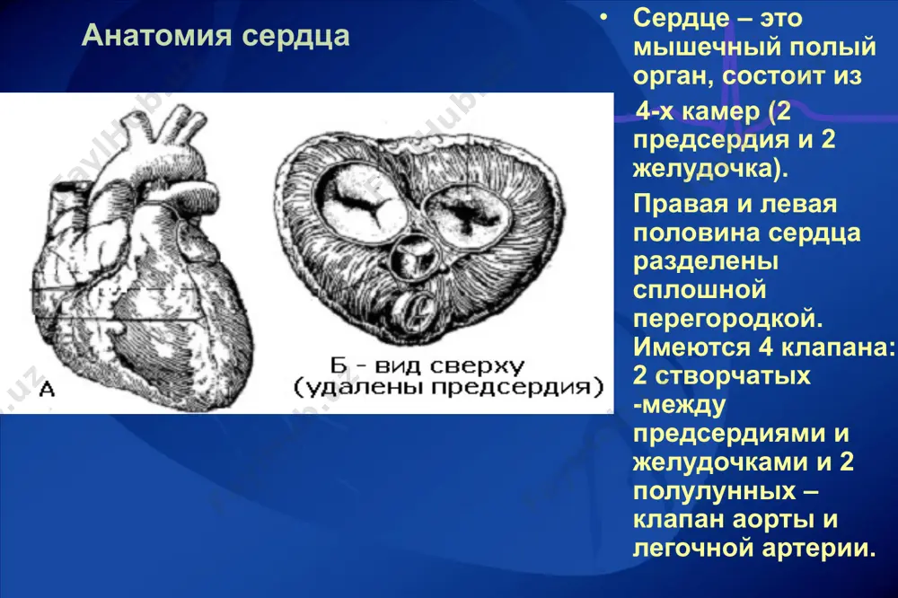 шенной проницаемостью мембран для натрия и кальция). проводящая система сердца (псс) водителем ритма сердца – пейсмекером – в котором возникают импульсы является синусно-предсердный (синоатриальный) узел, расположенный в месте впадения верхней полой вены в правое предсердие. клетки этого узла определяют частоту сокращения сердца (60-80 в 1 мин.). в случае повреждения главного узла автоматии функции водителя ритма сердца выполняет атриовентрикулярный узел (в нем возникает 40-50 имп. в 1 мин.). от атриовентрикулярного узла отходит пучок гиса, который по межжелудочковой перегородке делится на две ножки – правую и левую (30-40 имп. в 1 мин.). заканчивается псс волокнами пуркинье (20 в 1 мин.), которые передают возбуждение на волокна рабочего миокарда. таким образом, степень автоматии структур псс уменьшается от синоатриального узла к волокнам пуркинье (градиент автоматии). 1 - синусно-предсердный узел; 2 - межпредсердный пучок бахмана; 3 - межузловые проводящие тракты (бахмана, венкебаха, тореля); 4 –предсердно-желудочковый узел; 5 - пучок гиса; 6 - правая ножка пучка гиса; …