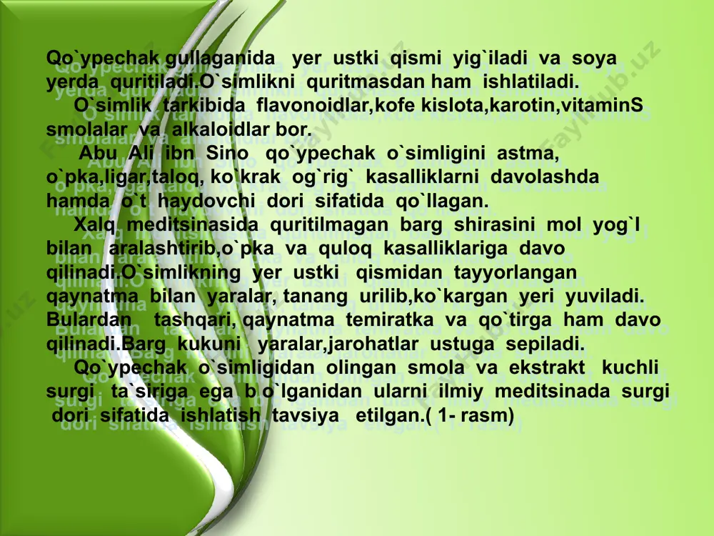 kasalliklarni davolashda ishlatiladi. yaralarga,chipqonga va kesilgan erlarga yangi uzib olingan bargni ezib bog`lanadi. zubturumning quritilmagan bargini ezib,shu miqdordagi shakqr bilan aralashiladitirib,issiq joyga 3 hafta qo`yiladi.ajralgan shiradan o`pka va me`da raki kasalligida kuniga 3-4 qoshiqdan ichiladi. zubturim bargidan damlama tayyorlash uchun og`zi yopiladigan idishga bir stakan qaynab turgan suv quyib, ustuga bir osh qoshiq quritilgan va maydalangan bara solinadi va 2 soat damlab qo`yiladi.so`ngra dokada suziladi.damlamadan kuniga ovqatdan 20 minut oldin bir osh qoshiqdan 4 mahal ichiladi.biror idishga yangi`uzib olingan va maydalagan bargdan 3 osh qoshiq solib,uni shaker yoki asal bilan aralashtiriladi va ustini yopib,iliq plit ustiga qo`yiladi.ajralgan shiradan har kuni 4 mahal ovqatdan yarim soat oldin bir choy qoshiqdan yuqorida aytib o`tilgan kasalliklarda ichiladi. ilmiy meditsinada zubturum turlarining dorivor preparatlari (damlama,plantaglyutsid,yangi uzib olingan barg konservatsiya qilingan shirasi) me`da – ichak kasalliklari(gastrit,enterit,enterokolit) va yo`g`on ichak yallig`lanishini va yarasini hamda oshqozon yarasini davolash uchun ishlatiladi. izoh:botanika darslarida dorivor o`simliklar nomlari berilgan bo`lib …