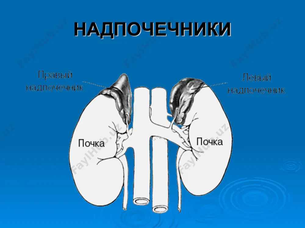 болезнь аддисона - Page 5
