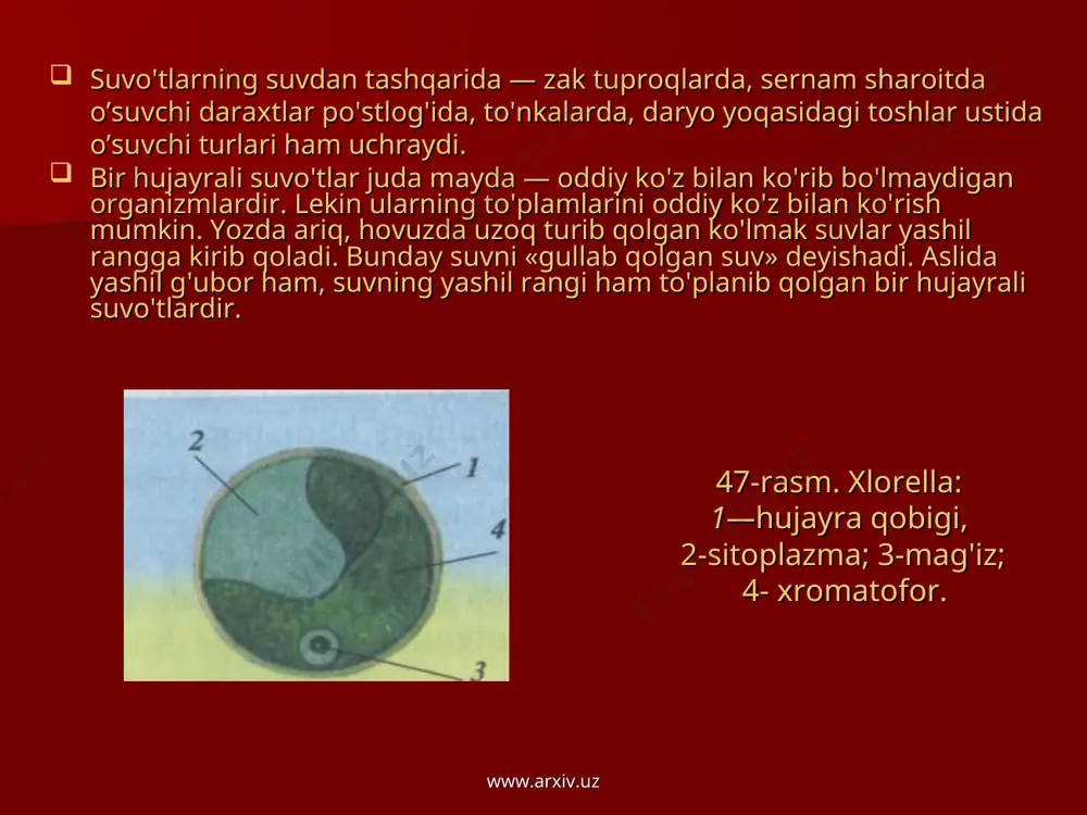 yopishib o'sadi. ulotriks ipchasi zanjirsimon tizilgan bir xil hujayralardan tashkil topgan. u shoxlamaydi. uning suv tagidagi narsalarga birikkan hujayrasiga rizoid deb ataladi. boshqa hujayralari yashil, qisqa silindr shaklida bo'lib, bir qator joylashgan. har bir hujayraning qobig'i, sitoplazmasi, mag'zi va o'rtasida belbog' ko'rinishidagi xromatoforasi bor. ulotriks hujayrasini tuzilishi: a-qobig’, b-xromatofor, d-sitoplazma, e-yadro. www.arxiv.uz www.arxiv.uz ulotrikslarning 25 ta turi bo'lib, ko'pchiligi chuchuk suvlarda o'sadi. hovuzlarda, zovurlarda va sekin oqadigan suvlarda ko'p uchraydigan suvo'tlardan yana biri spirogiradir (50-rasm). spirogira iplari shoxlanmagan va yirik silindrsimon hu­jayralardan tuzilgan bo'lib, hech narsaga yopishmay suvda erkin holda qalqib turadi. spirogiralarning 340 turi ma'lum. o'zbekistonning daryo, ko'l va suv omborlarida yashil suvo'tlardan kladoforani ko'p uchratish mumkin. u yirik suvo't, uning bo'yi ba'zan 1 m ga yetadi. ariq, hovuz, ko'l vasholipoyalardakengtarqalganbegona o't — xara ham ko'p hujayrali suvo'tlar qatoriga kiradi. uning bo'yi 30—60 sm uzunlikdagi sershox o'simlik. 50-rasm. spirogira: 1—xromatofor; 2— mag'iz; 3— qobiq; 4— sitoplazma. www.arxiv.uz www.arxiv.uz o'zbekistondagi …