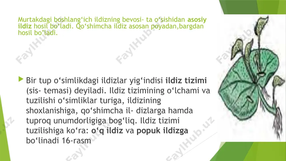 ildiz va uning turlari - Page 3