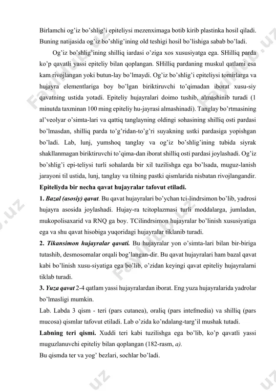 zmasi turli moddalarga, jumladan, mukopolisaxarid va rnq ga boy. tcilindrsimon hujayralar bo’linish xususiyatiga ega va shu qavat hisobiga yuqoridagi hujayralar tiklanib turadi. 2. tikansimon hujayralar qavati. bu hujayralar yon o’simta-lari bilan bir-biriga tutashib, desmosomalar orqali bog’langan-dir. bu qavat hujayralari ham bazal qavat kabi bo’linish xusu-siyatiga ega bo’lib, o’zidan keyingi qavat epiteliy hujayralarni tiklab turadi. 3. yuza qavat 2-4 qatlam yassi hujayralardan iborat. eng yuza hujayralarida yadrolar bo’lmasligi mumkin. lab. labda 3 qism - teri (pars cutanea), oraliq (pars intefmedia) va shilliq (pars mucosa) qismlar tafovut etiladi. lab o’zida ko’ndalang-targ’il mushak tutadi. labning teri qismi. xuddi teri kabi tuzilishga ega bo’lib, ko’p qavatli yassi muguzlanuvchi epiteliy bilan qoplangan (182-rasm, a). bu qismda ter va yog’ bezlari, sochlar bo’ladi. labning oraliq (pushti) qismi o’z navbatida ikki: tash-qi silliq va ichki so’rg’ichli zonadan iborat (182-rasm, a). tashqi zona epiteliysida muguz qavat bo’lsa-da, u tiniq va o’ta yupqadir. epiteliy osti so’rg’ichlari unchalik bo’ychan bo’lmaydi. …