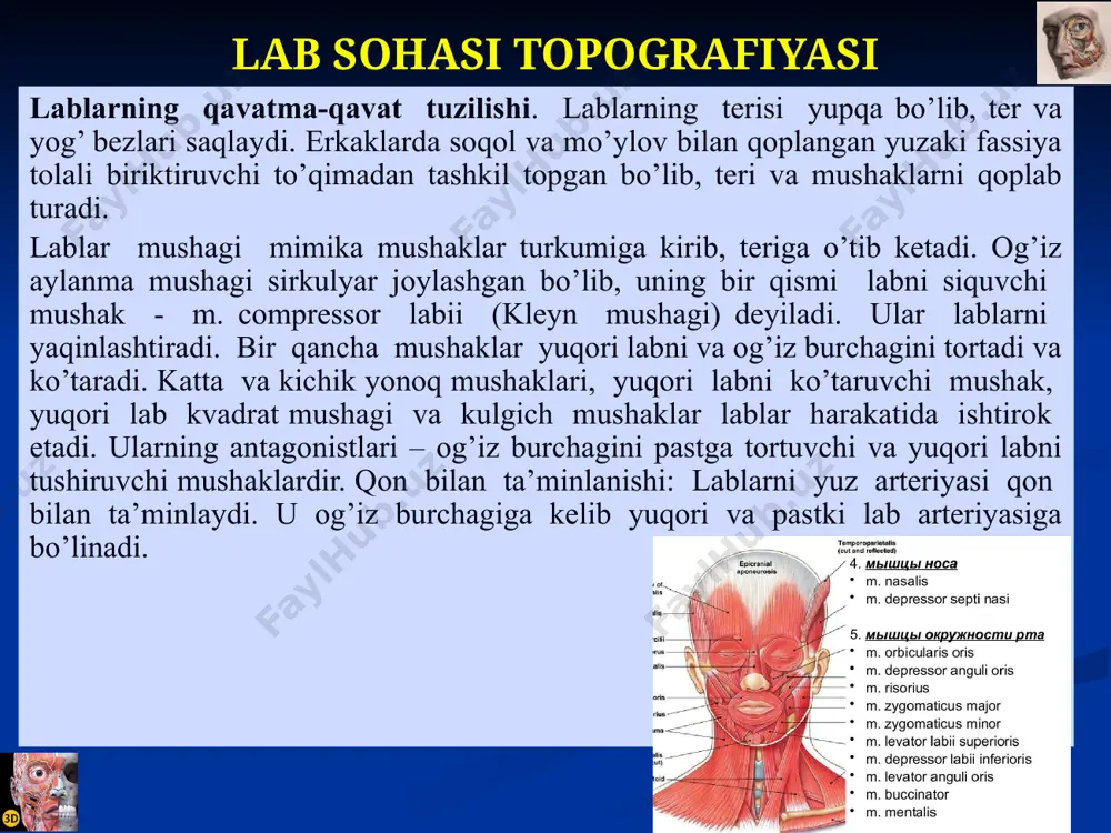 i va truncus sympaticus qo’shilishidan hosil bo’lgan plexus pharyngeus orqali innervasiyalanadi. undan tashqari n. maxillaris-dan chiquvchi n. palatini va n.nasopalatinus-lar innervasiyalaydi. yumshoq tanglay mushaklari adashgan nerv tolalari orqali innervasiya qilinadi. og’iz bo’shlig’i tubi chegaralari: old va yon tomondan – pastki jag’ alveolyar o’siqlari, orqadan – tilning pastki yuzasi orqa erkin qirrasi. og’iz bo’shlig’i tubini tilning pastki yuzasidan pastki jag’ alveolyar o’siqlarga o’tuvchi va m. mylohyoideus ustida yotgan hosilalarni yopib turuvchi shilliq qavat qoplab turadi. og’iz tubi diafragmasini (bo’yindan ajratib turuvchi to’siqni) asosan jag’-tilosti mushagi (m.mylohyoideus) hosil qiladi. og’iz bo’shlig’i tubi jag’ osti va iyak osti sohalaridan jag’-til osti mushagi yordamida chegaralanadi. tilning tuzilishi til mushakli a’zo bo’lib, limfoid hosilalar va bezchalarga boy shilliq qavat bilan qoplangan. tilning ildiz, tana va uchki qismi tafovut qilinadi. tilda ikkita yuza mavjud: yuqori yuzasi – til orqasi (dorsum linguae), pastki yuzasi (facies inferior linguae). til ildizi uning tanasidan chegara egati (sulcus terminalis) orqali ajralib …
