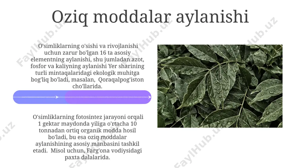 o'simliklar ekologiyasi asoslari - Page 4