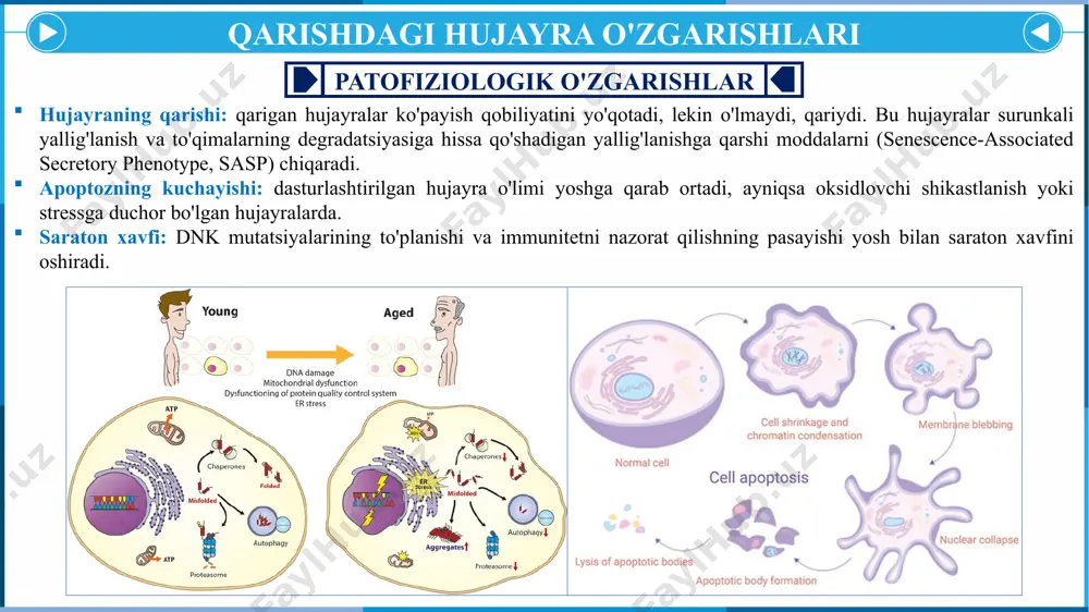 hlar aritmiya (yurak urishi tartibsizliklari) tez-tez uchraydi. organlar sistemasida yuz beradigon o’zgarishlar tayanch-harakat tizimi fiziologik o'zgarishlar patofiziologik o'zgarishlar sarkopeniya: yoshga bog'liq mushak massasi va kuchini yo'qotish tez-tez uchraydi va zaiflik, harakatchanlikning pasayishi va tushish xavfini oshiradi. suyak zichligining pasayishi: suyakning qayta tuzilishi sekinlashadi va suyak rezorbsiyasi shakllanishdan oshib ketadi, bu esa suyak zichligining asta-sekin pasayishiga olib keladi (osteopeniya). osteoporoz: suyak zichligining pasayishi va mo'rtlikning kuchayishi bilan tavsiflangan bu holat keksalarda, ayniqsa, menopauzadan keyingi ayollarda keng tarqalgan. bu sinish xavfini sezilarli darajada oshiradi. osteoartrit: degenerativ bo'g'im kasalliklari yoshi bilan xaftaga tushishi bilan tez-tez uchraydi, bu og'riq, qattiqlik va bo'g'imlarning harakatchanligini pasayishiga olib keladi. organlar sistemasida yuz beradigon o’zgarishlar nerv sistemasi fiziologik o'zgarishlar patofiziologik o'zgarishlar neyronlarning yo'qolishi: neyronlar sonining tabiiy, yoshga bog'liq kamayishi, ayniqsa, gippokamp kabi hududlarda (xotira va o'rganish uchun muhim). neyrotransmitter ishlab chiqarishning kamayishi: dopamin, serotonin va atsetilxolin kabi neyrotransmitterlar darajasi pasayib, kayfiyat, idrok va motor funktsiyasiga ta'sir qiladi. kognitiv …