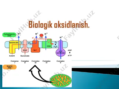 biologik oksidlanish — PPT