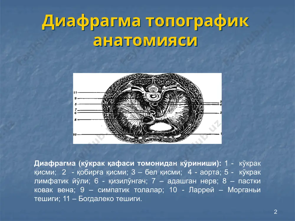 жарилади. парастернал чурраларда – юқори ўрта лапаратомия бажарилади. чап томонлама чурраларда трансторакал кесма vii-viii қ/о бажарилади парастернал чурраларда (ларрей чурраси, ретростернал чурра) чурра таркиби жойига туширилади, чурра қопи кесилади, диафрагма дефектига атроф тўқималар билан п – симон чоклар қўйилади қисилган диафрагмал чурраларда кесма трансторакал бажарилади. видеоторакоскопик усулда диафрагмал чуррани бартараф этиш ҳозирги кунда кенг қўлланиладиган усулладан бири ҳисобланади 16 17 диафрагма релаксацияси диафрагмани юпқалашиши натижасида қорин бўшлиғи аъзолари билан биргаликда дифрагмани кўкрак қафасига сурилиши. бу ҳолатда диафрагма бирикиш чизиғи ўзгаришсиз қолади. 18 диафрагма релаксациясини даволаш яққол клиник белгилари мавжуд бўлган ҳолатларда жарроҳлик амалиёти тавсия этилади. бунда, диафрагма юпқалашган соҳасида дубликатура ҳосил қилинади ёки пластика (аутопластика) ёрдамида дефект бартараф этилади, ва қорин бўшлиғи аъзолари дислокацияси ўзгартирилади. дубликатураларни видеоторакоскопик усул-лар ёрдамида бажариш, ҳозирги кунда кам травматик усуллардан ҳисобланади. image2.png image3.jpeg image4.jpeg image5.jpeg image6.png image7.png image8.png image9.jpeg image10.jpeg image11.jpeg image12.jpeg image13.jpeg image1.jpeg
