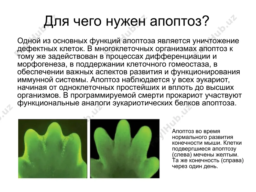 альный сигнальный путь митохондриальный сигнальный путь апоптоза реализуется в результате выхода апоптогенных белков из межмембранного пространства митохондрий в цитоплазму клетки. высвобождение апоптогенных белков, предположительно, может осуществляться двумя путями: за счёт разрыва митохондриальной мембраны или же путём открытия высокопроницаемых каналов на внешней мембране митохондрий.это приводит к снижению мембранного потенциала и высокоамплитудному набуханию митохондрий вследствие осмотического дисбаланса. http://seo-sniffer.de/mitochondrial-intermembrane-space * раскрытие пор стимулируют следующие факторы: 1)неорганический фосфат; 2)каспазы 3)sh-реагенты 4)истощение клеток восстановленным глутатионом 5)образование активных форм кислорода; разобщение окислительного фосфорилирования протонофорными соединениями 6)увеличение содержания ca в цитоплазме 7)воздействие церамида 8)истощение митохондриального пула атф * в цитоплазму высвобождаются: цитохром c; прокаспазы −2, −3 и −9; aif(апоптоз инициирующий фактор) — флавопротеин. цитохром c в цитоплазме клетки участвует в формировании апоптосомы вместе с белком apaf-1. предварительно, apaf-1 претерпевает конформационные изменения в результате реакции, протекающей с затратой энергии атф. предполагается, что трансформированный apaf-1 приобретает способность связывать цитохром c. апоптосома http://www.muldyr.ru/a/a/apoptoz_-_fazyi_apoptoza * к тому же открывается доступ card-домена …