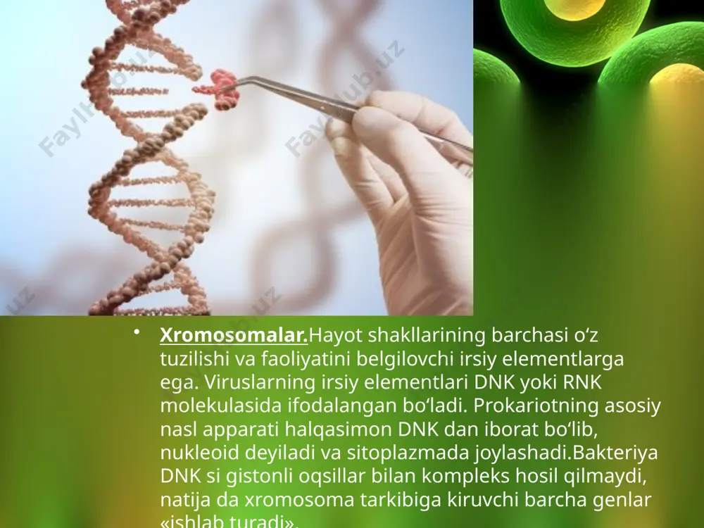 ddan ikkinchisiga transpozonlar bilan birikkan holatda ham ko‘chib o‘ta oladi. bu molekular jarayon kasal chaqiruvchi mikroblarning antibiotiklarga chidamliligini nihoyatda oshiradi. plazmidlarning bu xususiyatidan genetik injeneriyada vektor sifatida foydalansa bo‘ladi. transpozonlar. ko‘chib yuruvchi elementlar organizmlar evolutsiyasida muhim o‘rin tutadigan genetik birliklar bo‘lib, ular xromosomalarning bir joydan ikkinchi joyga ko‘chib yuruvchi fragmentlaridir. bunday elementlar o‘tgan asrning 40-yillarida aqsh olimasi b. mak klintok tomonidan kashf qilingan va bu ishi uchun olima 1984-yil xalqaro nobel mukofoti bilan taqdirlangan. retrotranspozonlar – dnk ning bir bo‘lagi bo‘lib, ular tuzilishi jihatidan rnk-tutuvchi viruslarni eslatadi. bunday elementlar o‘zlaridan teskari transkriptaza yordamida o‘z nusxasini sintezlab, bu nusxani dnkning boshqa joyiga ko‘chib o‘tishi (insersiyalanishi)ni ta’minlaydi. ko‘chish davomida retrotranspozonlarning eski nusxasi o‘z joyida qoladi va faqat ularning nusxasigina ko‘chiriladi. natijada dnk miqdor jihatdan ko‘payadi. uchinchi turdagi ko‘chib yuruvchi elementlar – retropozonlar deb ataladi. retropozonlar – ko‘chish mexanizmi bo‘yicha retro transpozonlarga o‘xshaydi, ya’ni ularni nusxalari sintezlanib, boshqa joyga ko‘chadi. biroq asosiy farq …
