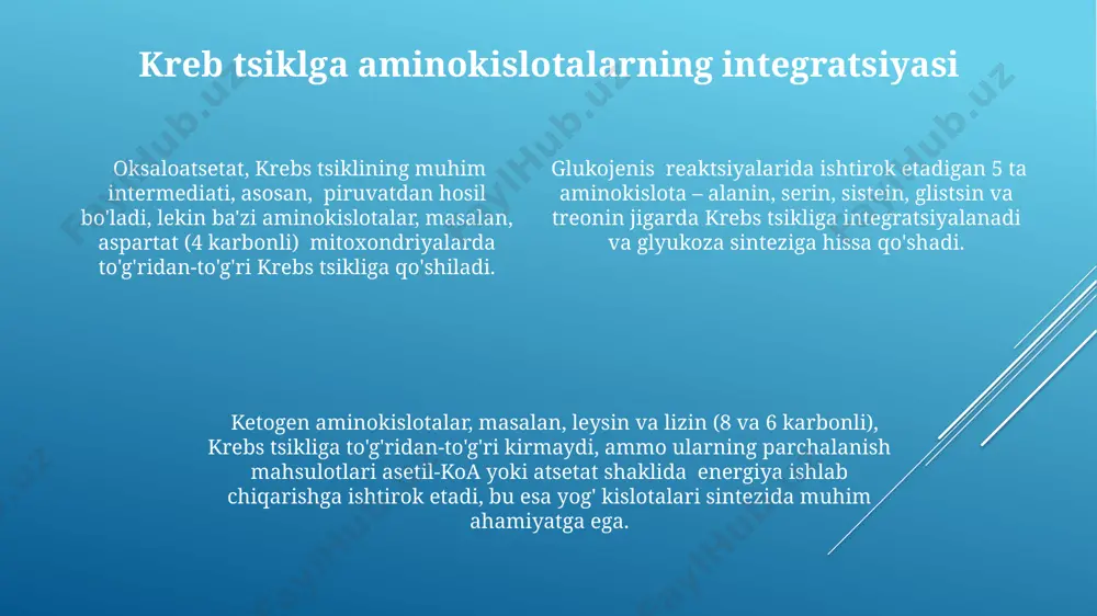reaktsiyalarida, jumladan, krebs tsiklida ishtirok etadi. glutamin, hujayra ichidagi asosiy azot manbai boʻlib, mushak toʻqimalarida 60% gacha miqdorda uchraydi va jigarda ammiakni zararsizlantirishda muhim rol oʻynaydi. deaminatsiya jarayonlari odam jigarida kuniga taxminan 100 gramm aminokislotalar deaminatsiyaga uchraydi, bu jarayon asosan transaminatsiya va oksidativ deaminatsiya yo'llari orqali amalga oshiriladi. glutamat dehidrogenaza fermenti, mitoxondriyalarda joylashgan bo'lib, α-ketoglutarat va ammiak hosil qilish uchun glutamatning oksidativ deaminatsiyasida muhim rol o'ynaydi. bu jarayon hujayra energiyasi hosil bo'lishida ishtirok etadi. bakteriyalar, masalan, escherichia coli kabi, aminokislotalarning deaminatsiyasi uchun turli xil mexanizmlarga ega bo'lib, ular atrof-muhit sharoitlariga moslashadi va 15 dan ortiq turdagi aminokislotalarni qayta ishlash mumkin. transaminatsiya reaksiyalari α-ketoglutarat kabi α-keto kislotalar transaminatsiya reaksiyalarining muhim qabul qiluvchilari hisoblanadi va bu reaksiyalar natijasida glutamat hosil bo'ladi, bu esa 10 dan ortiq metabolik yo'llarda ishtirok etadi. transaminatsiya reaksiyalari asosan jigar hujayralarida, shuningdek, buyrak va mushak to'qimalarida 20 dan ortiq fermentlar yordamida amalga oshiriladi. b6 vitamini (piridoksal fosfat) transaminazalar …